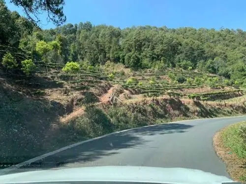 2022年墨江鳳凰窩古樹春茶價格？