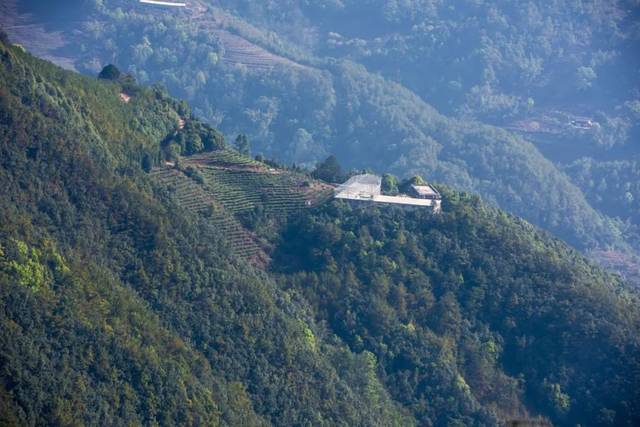 2022年墨江鳳凰窩古樹春茶品鑒實錄!