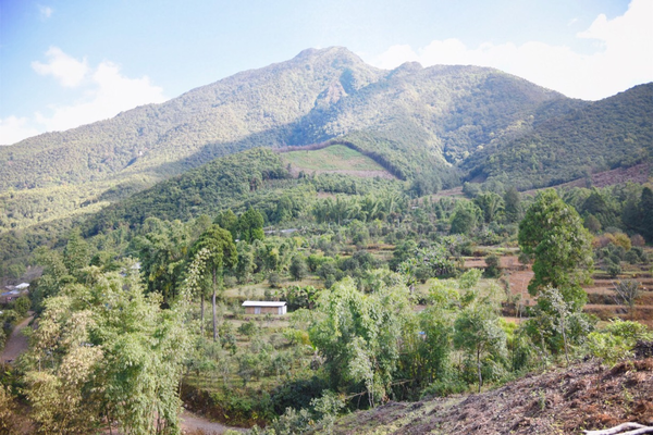 2022年景谷黃草壩古樹春茶價格？