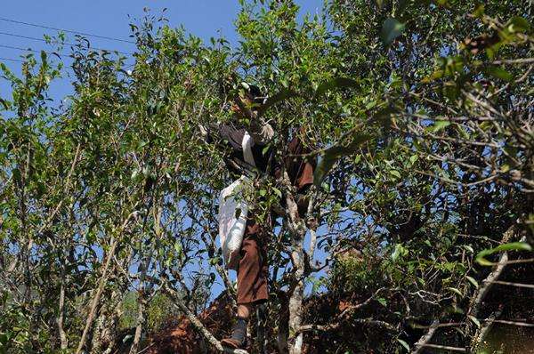 2022年景谷黃草壩古樹春茶品鑒實(shí)錄！