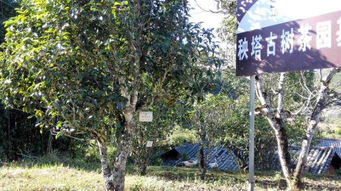 2022年景谷秧塔古樹春茶詳情介紹！