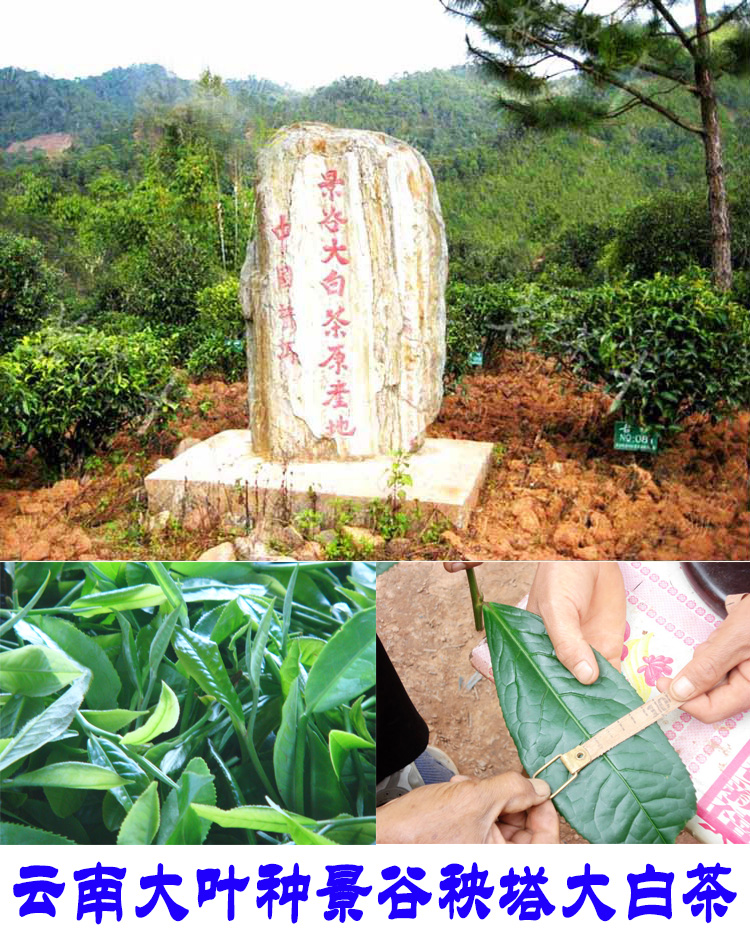 2022年景谷秧塔古樹春茶口感是什么？