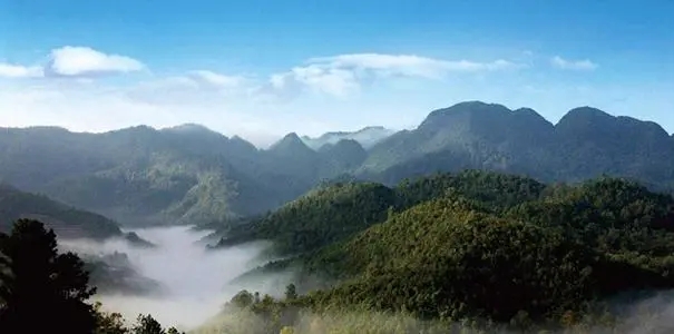 2022年景谷苦竹山古樹春茶口感？