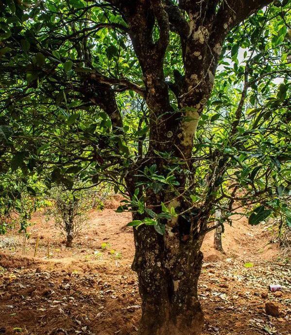 2022年景谷苦竹山古樹春茶特點是什么？