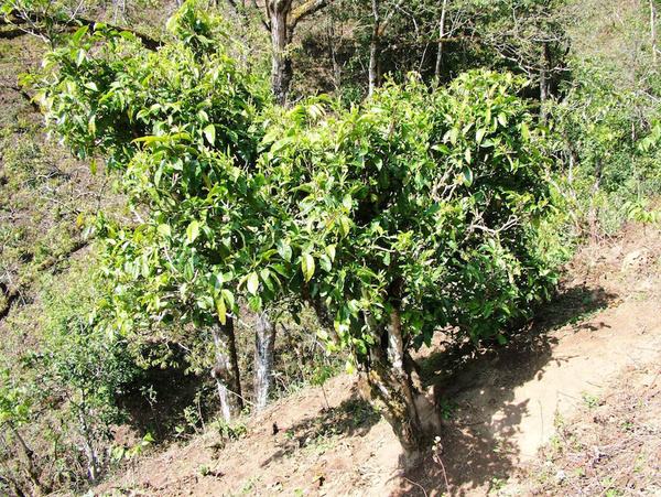 2022年景東御筆古茶山古樹春茶特點？