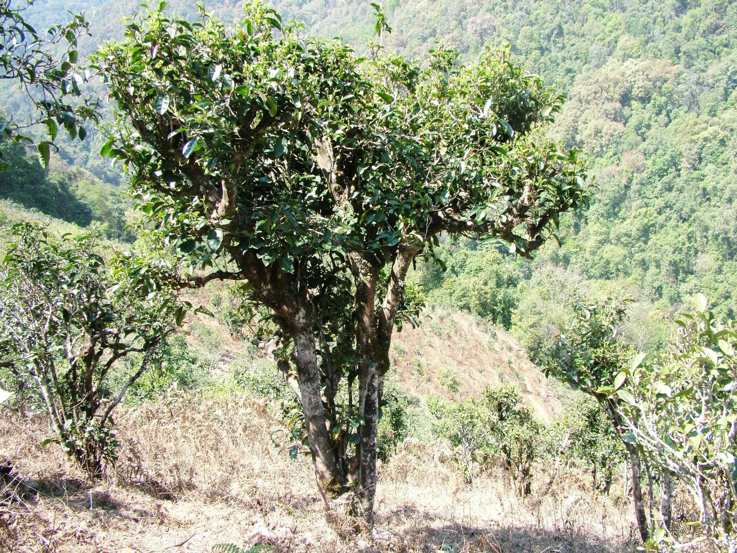 2022年景東御筆古樹春茶口感是什么？