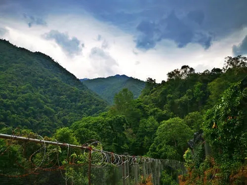 2022年景東御筆古樹(shù)春茶價(jià)格多少？