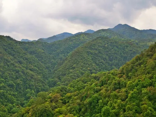 2022年無量山古樹春茶迎春“綻放”！