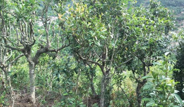 2022年景東金鼎古樹春茶口感特點？