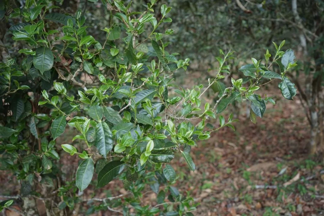 2022年景東哀牢山古樹春茶價格多少？