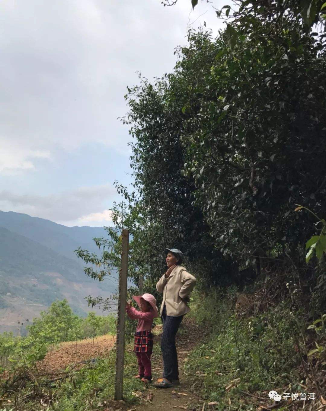 2022年鎮(zhèn)沅馬鄧古樹(shù)春茶多少錢(qián)一公斤？