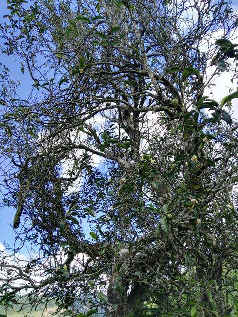 2022年鎮(zhèn)沅老海塘古樹春茶特點？