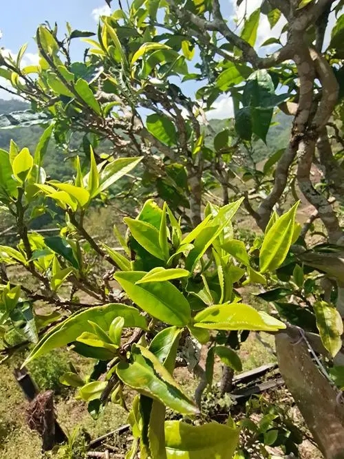 2022年鎮(zhèn)沅砍盆箐古樹春茶特點？