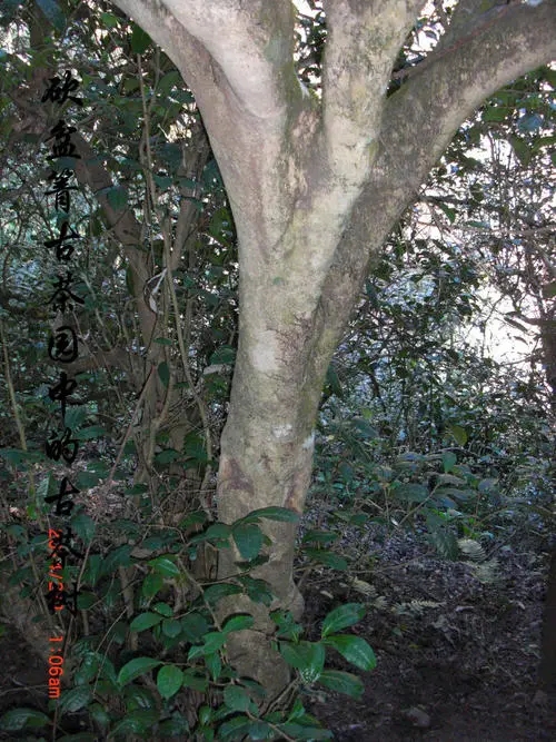 2022年鎮(zhèn)沅砍盆箐古樹春茶多少錢一公斤？