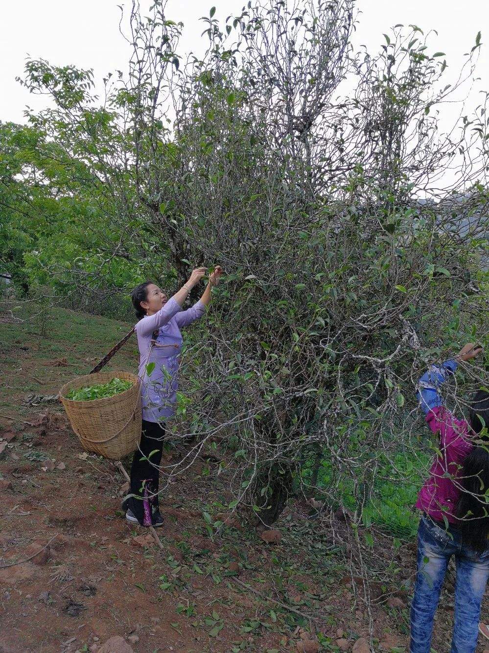 2022年鎮(zhèn)沅打筍山古樹春茶口感？
