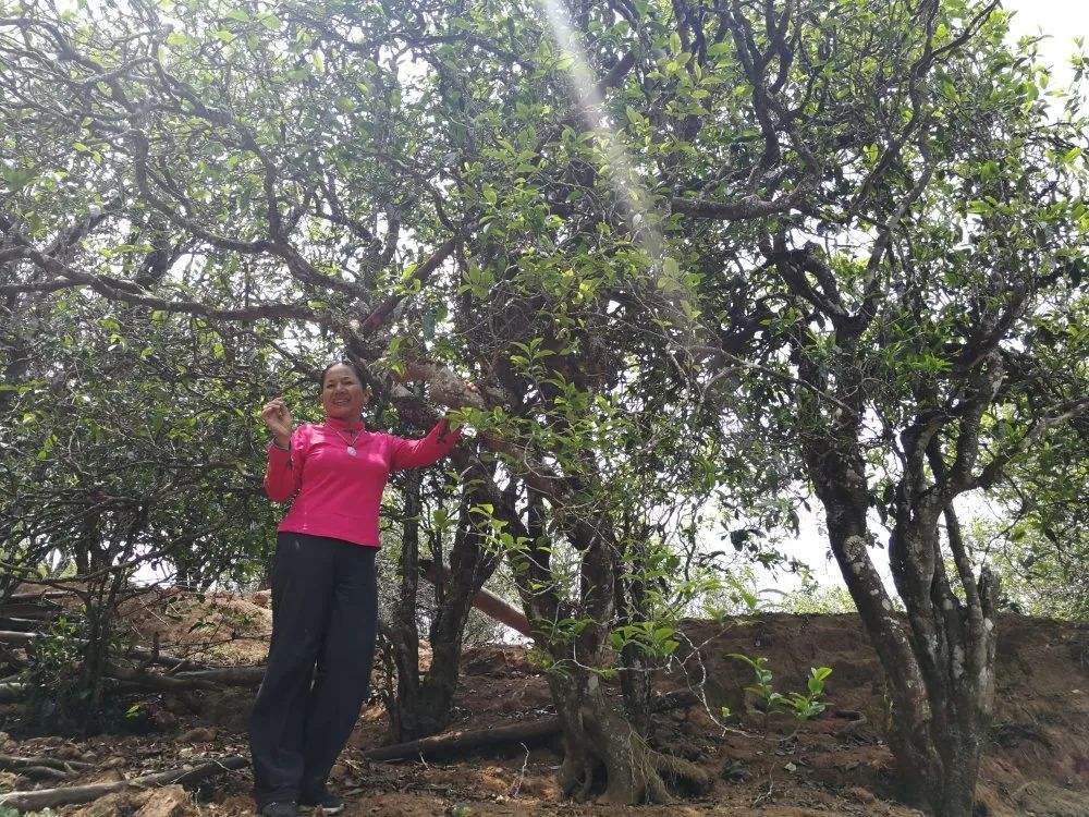 2022年鎮(zhèn)沅打筍山古樹春茶特點？