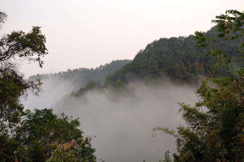 2022年鎮(zhèn)沅老烏山古樹春茶多少錢一公斤？