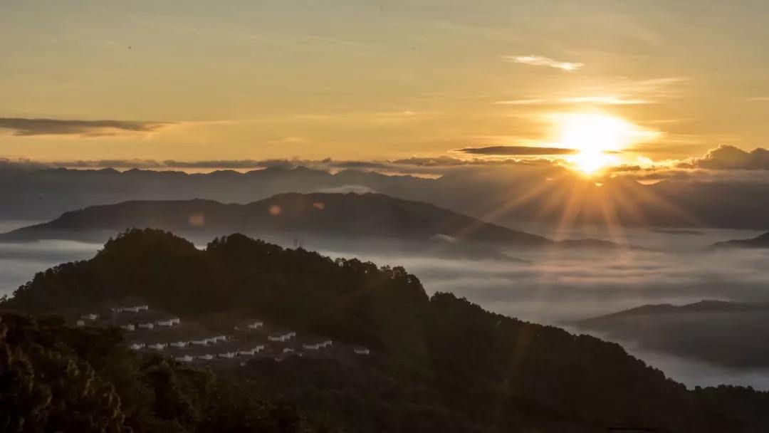 2022年別樣的味道，鎮(zhèn)沅老烏山古樹春茶