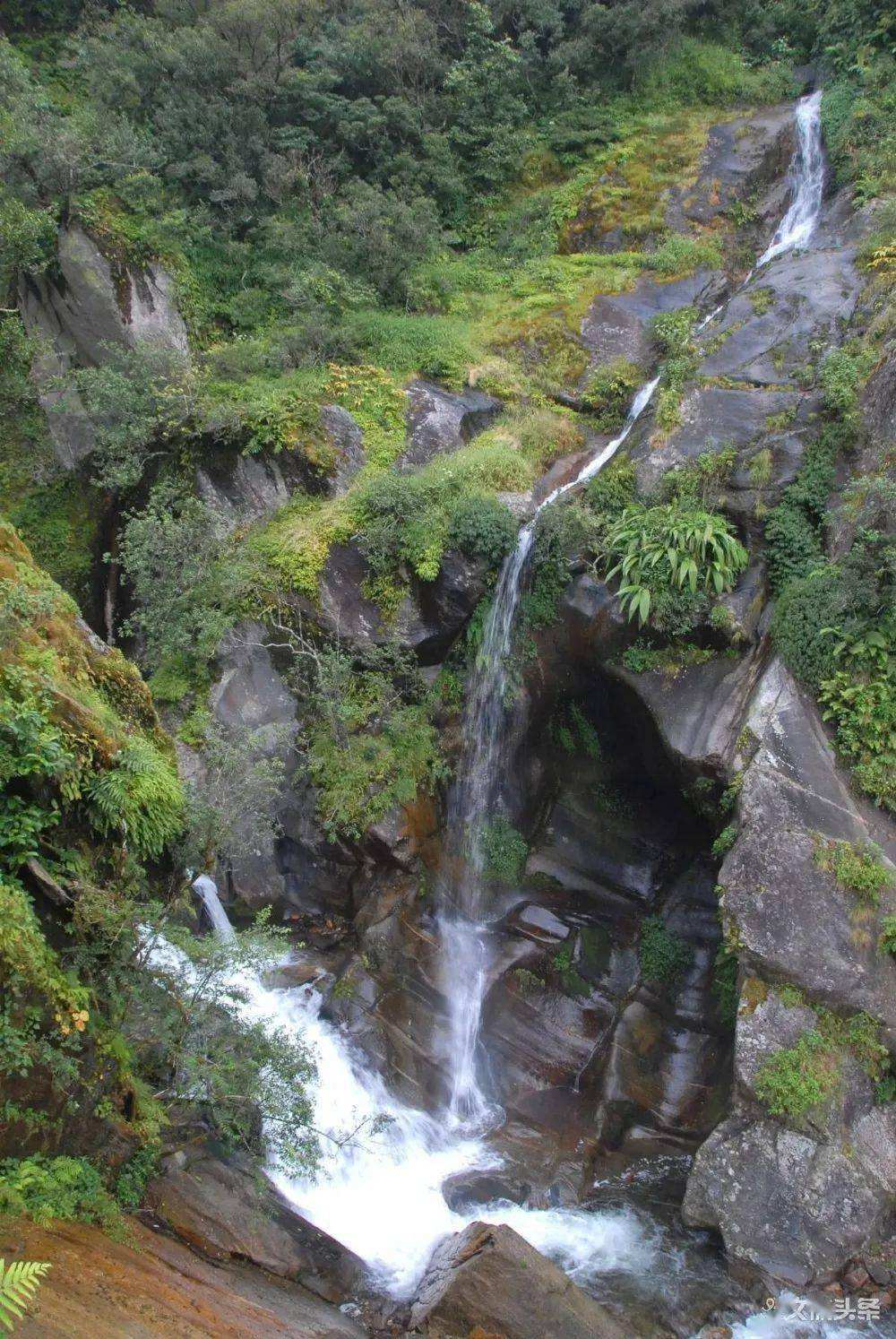 2022年鎮(zhèn)沅千家寨古樹春茶特點？