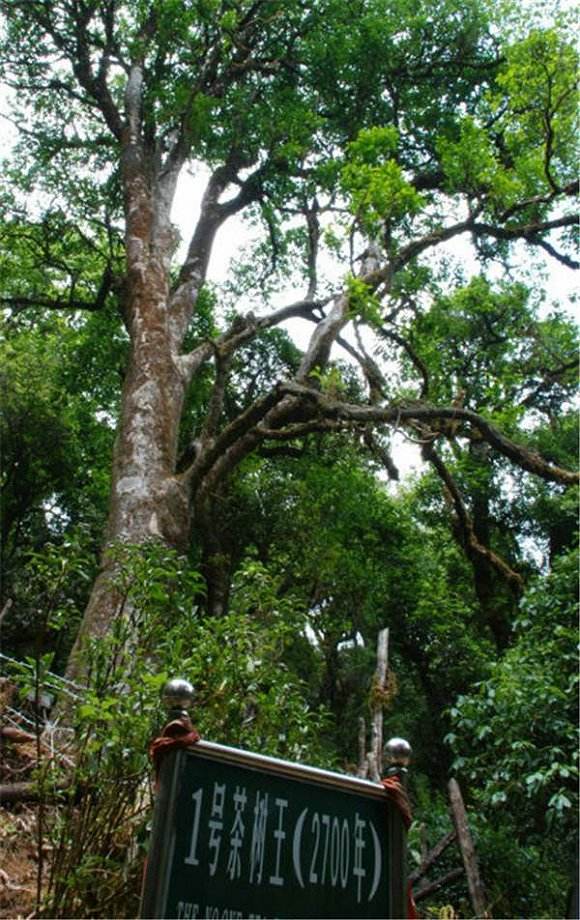 2022年鎮(zhèn)沅千家寨古樹春茶價格？