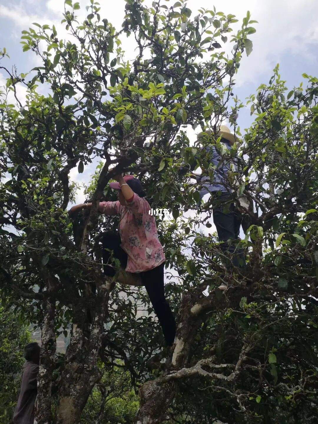 2022年寧洱擺尾箐古樹春茶特點？