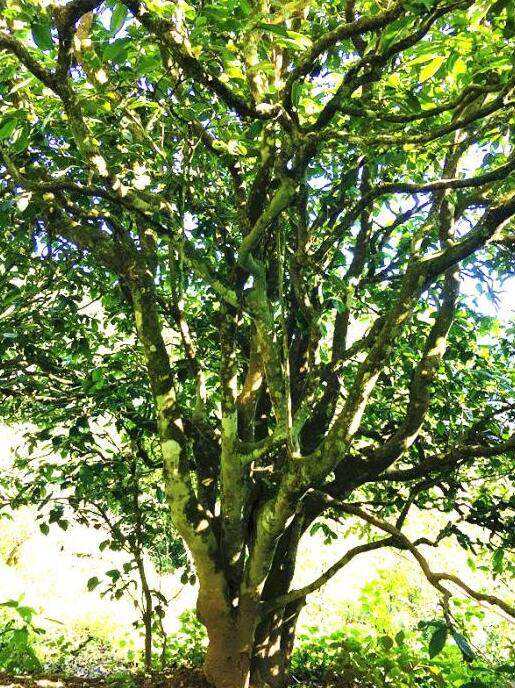 2022年這個(gè)春天，回到家鄉(xiāng)擺尾箐，與家人一起用心制茶！