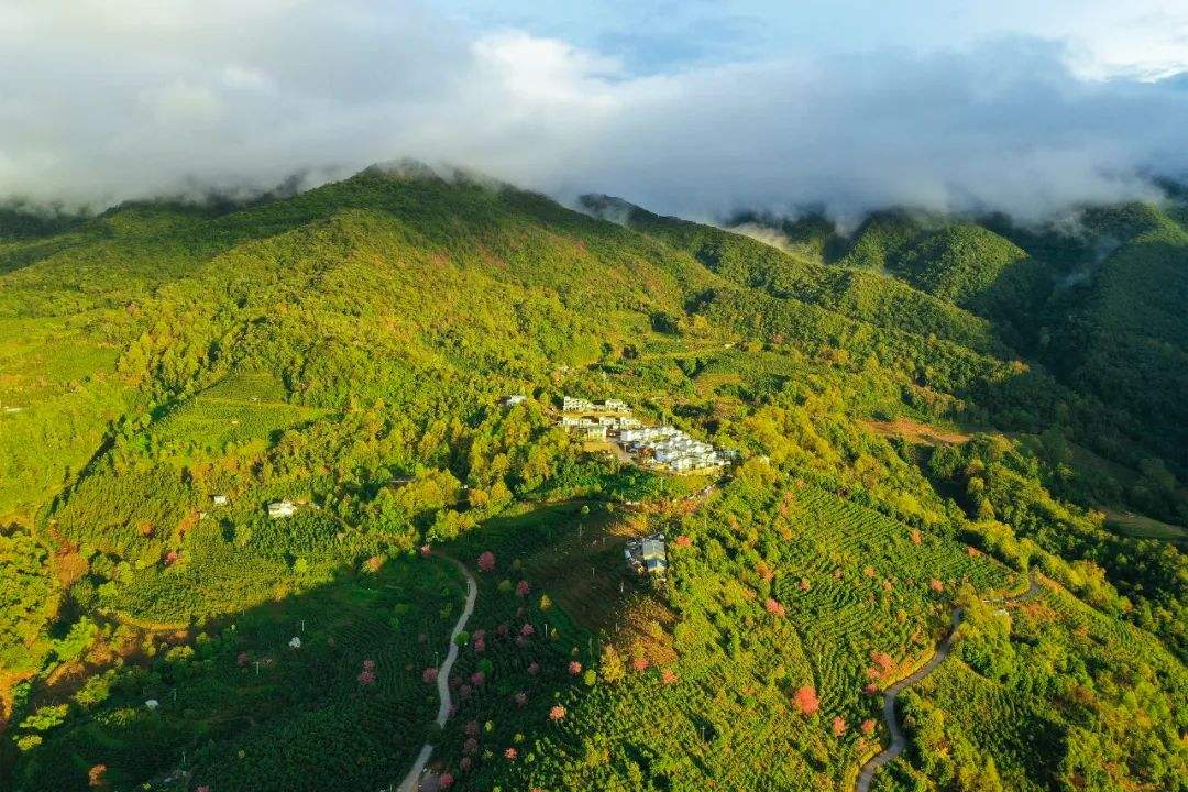 2022年困鹿山古樹春茶口感是什么？