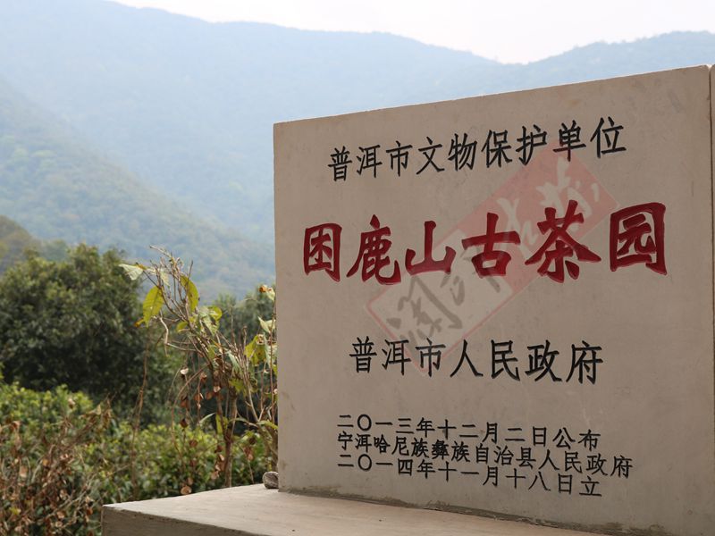 2022年困鹿山古樹春茶多少錢一公斤？