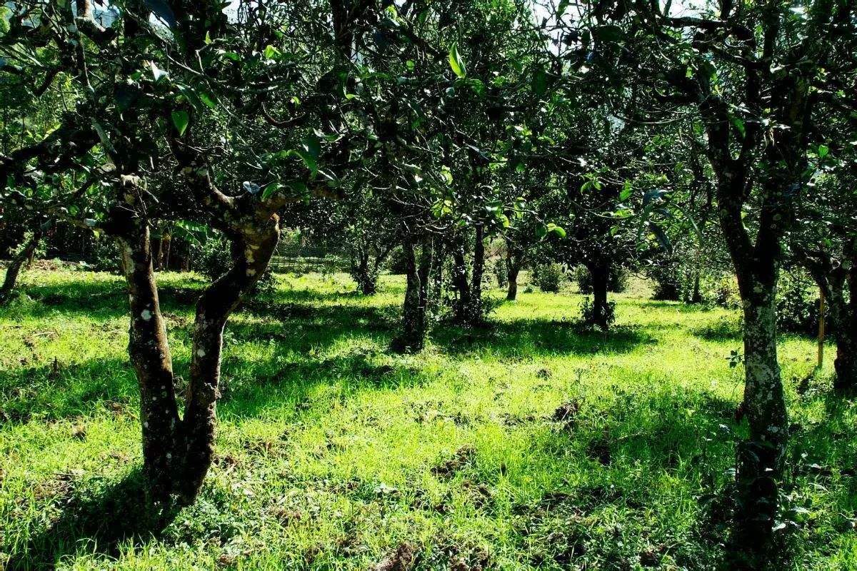 2022年困鹿山古樹春茶價格？