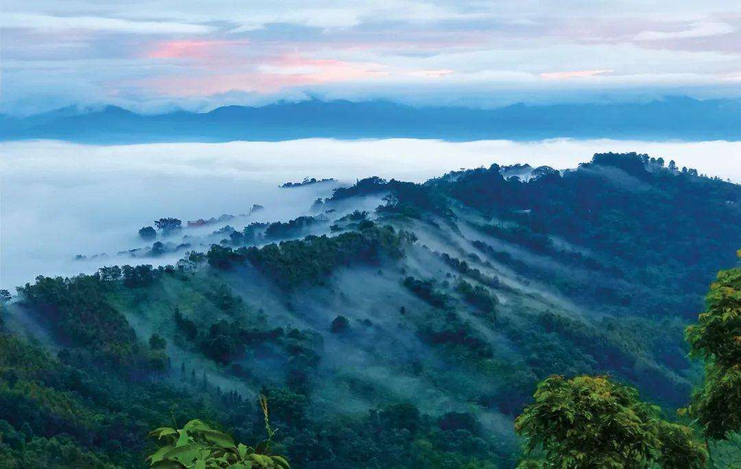 2022年景邁山古茶林為什么可以申遺？