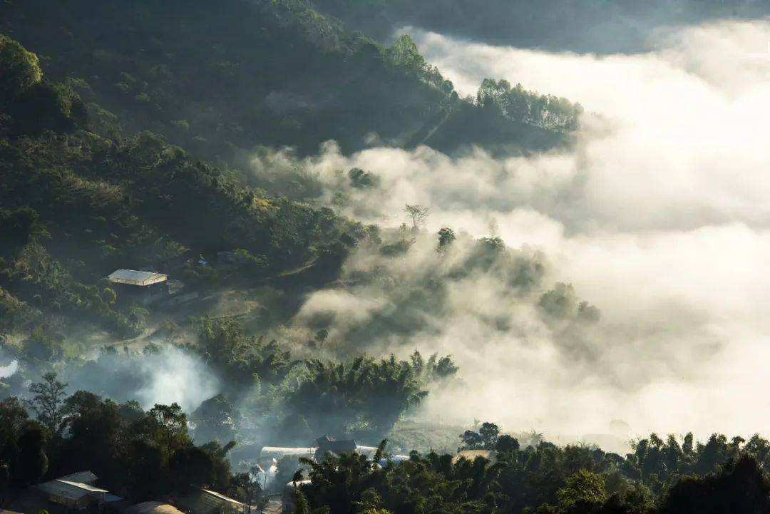 2022景邁山古樹春茶價格？