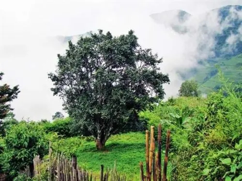 2022年邦威古樹春茶口感是什么？