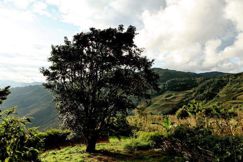 2022年邦崴古樹春茶特點(diǎn)？