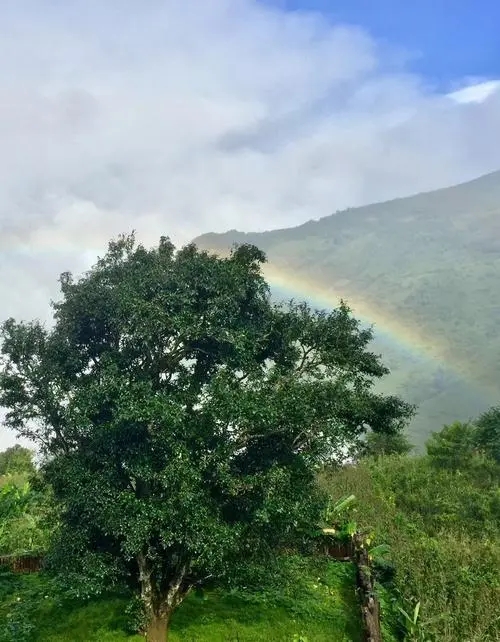 2022 年邦崴古樹春茶價格多少錢一公斤？