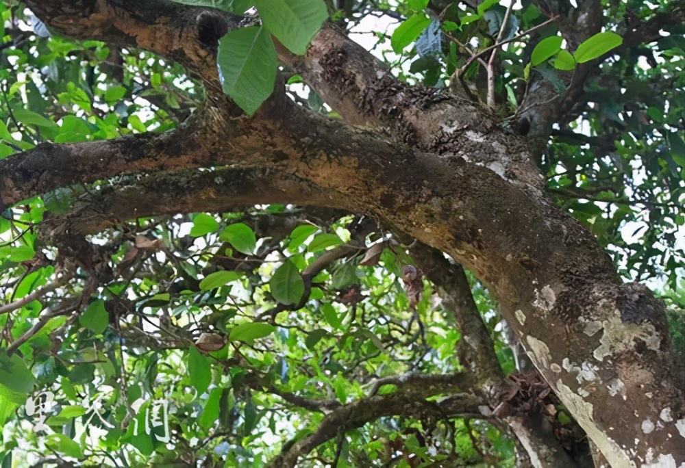 2022年繞開麻黑，你損失的將是半個易武