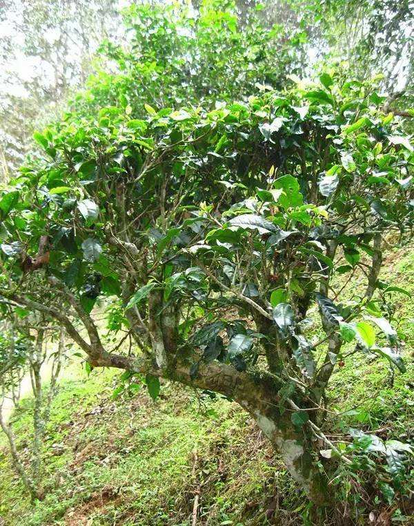 2022年落水洞古樹春茶——盞盛琥珀光，柔甜入人心