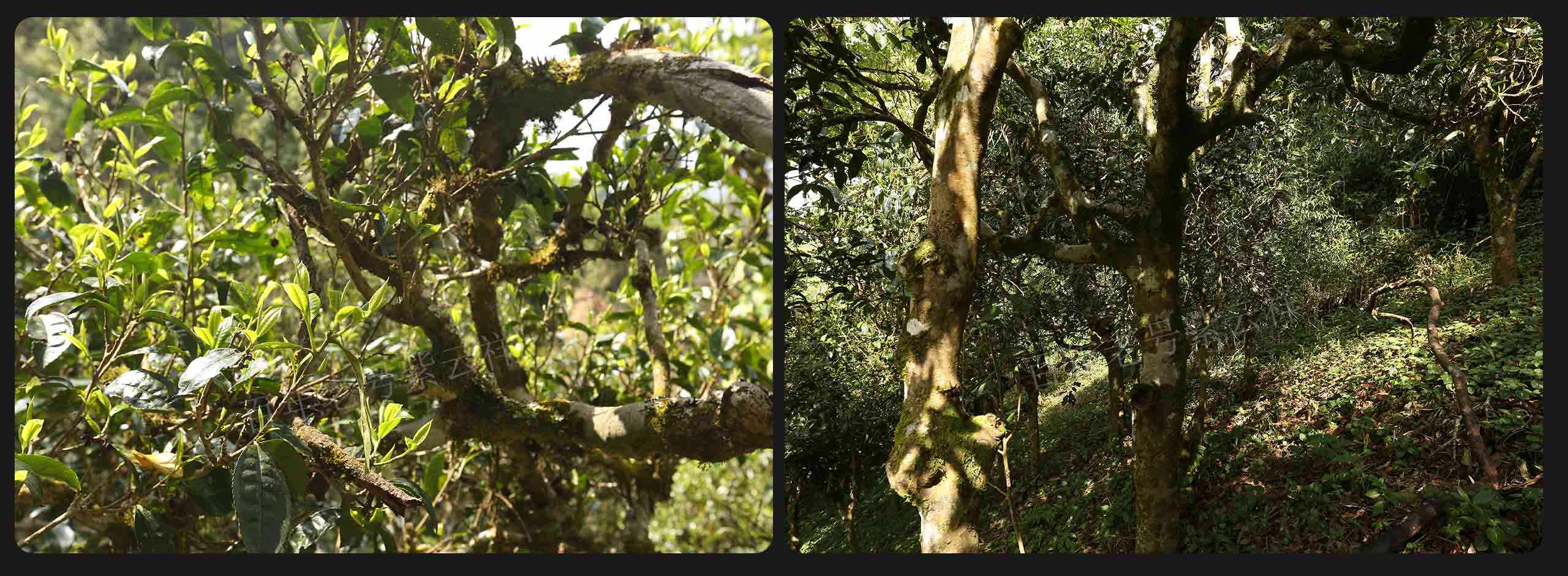 2022年大漆樹古樹春茶價格？