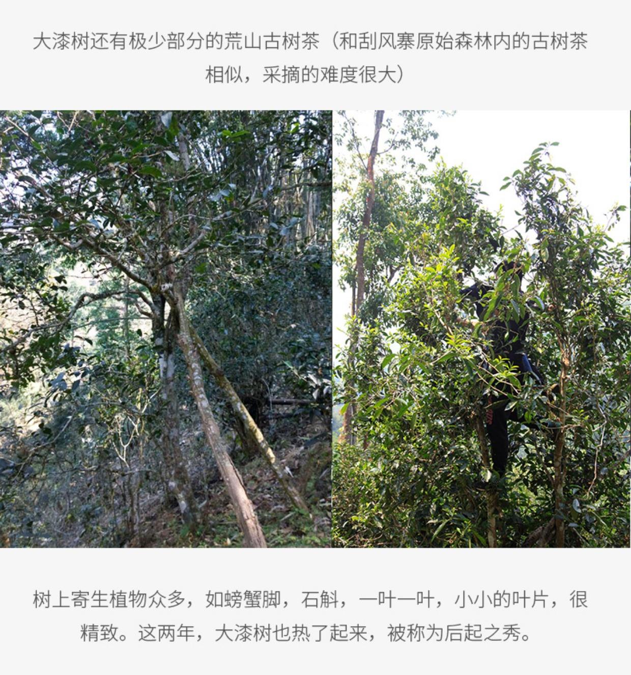 2022年大漆樹古樹春茶多少錢一公斤？