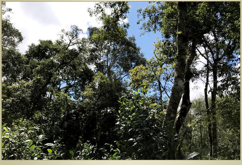 2022年大漆樹古樹春茶丨你壓根就喝不到的喉韻，它就有