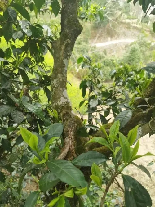 2022年彎弓古樹春茶特點(diǎn)？