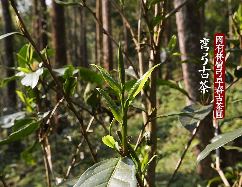 2022年彎弓大寨的古樹春茶為何如此之珍貴？