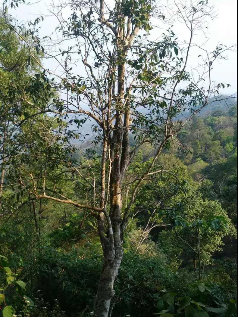 2022年彎弓古樹(shù)春茶多少錢一公斤？