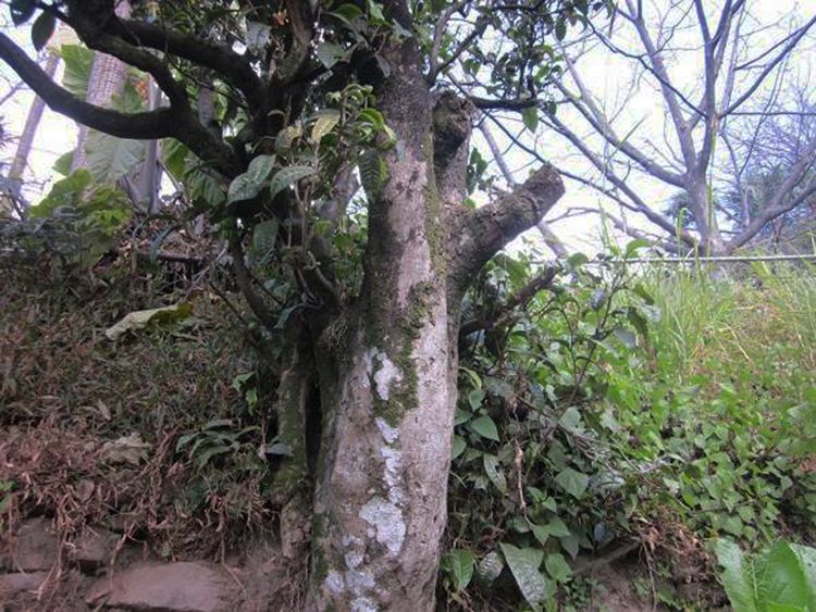 2022年白茶園古樹春茶特點(diǎn)？