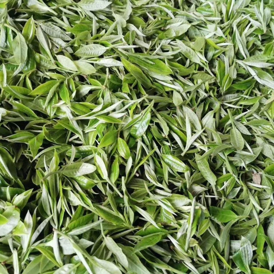 2022年白茶園古樹春茶多少錢一公斤？