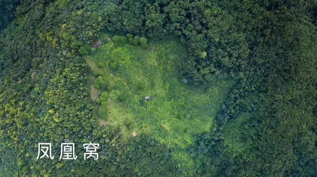 2022年鳳凰窩古樹春茶特點？