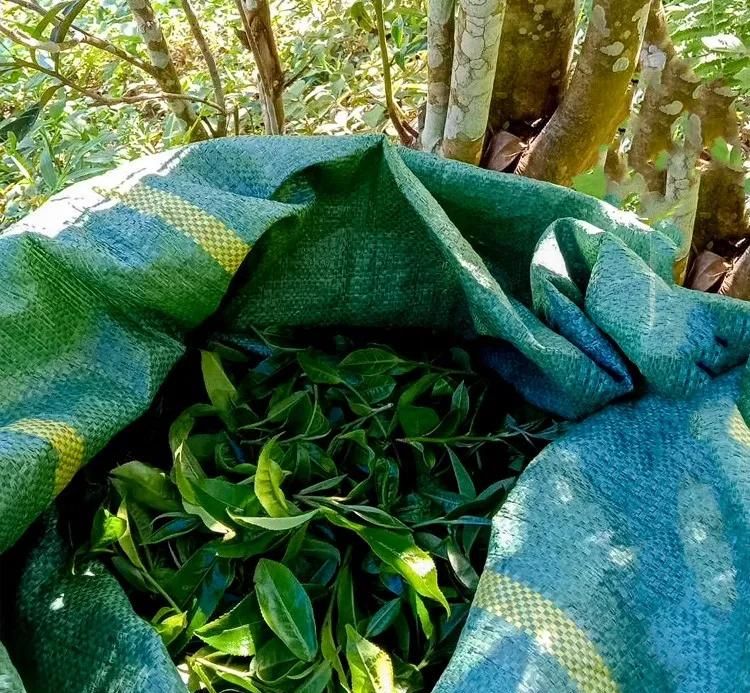 2022年鳳凰窩古樹(shù)春茶口感？