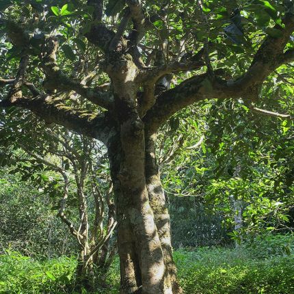 2022年鳳凰窩古樹(shù)春茶多少錢(qián)一公斤？