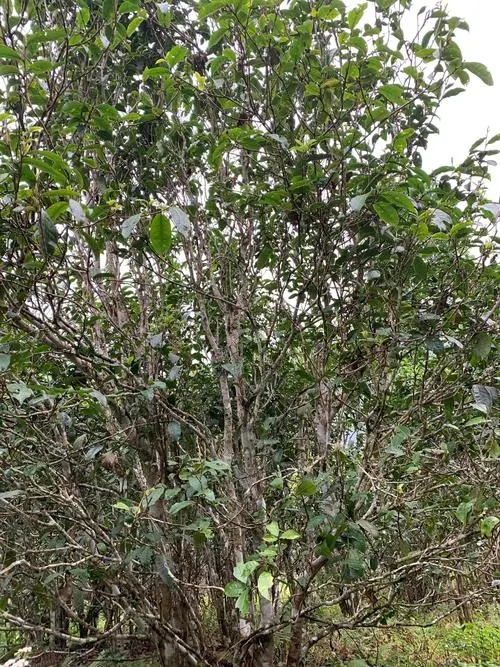 2022年刮風(fēng)寨茶王茶古樹春茶口感？