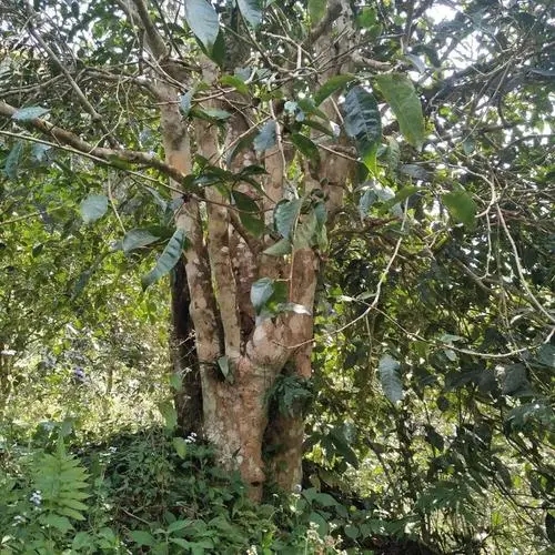 2022年刮風(fēng)寨茶王樹古樹春茶價(jià)格？