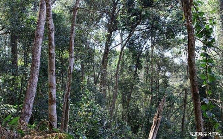 2022年冷水河古樹春茶特點？